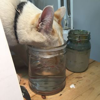 Trying to Drink the Brush Water